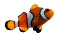 Finding Nemo Party